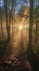 Sunlight Peeking Through Trees in Woods