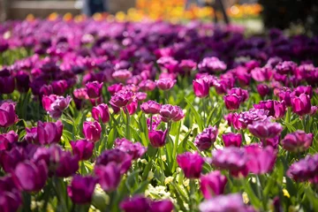 Fotobehang field of tulips © ajamils