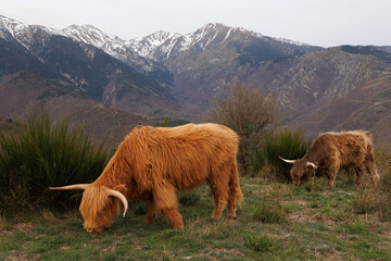 vaches highland broutant paisiblement devant le Canigou enneigé