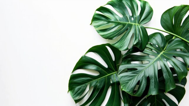 Exotic indoor plants decorating a modern house generative ai