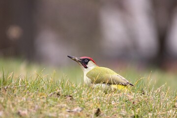 European green woodpecker