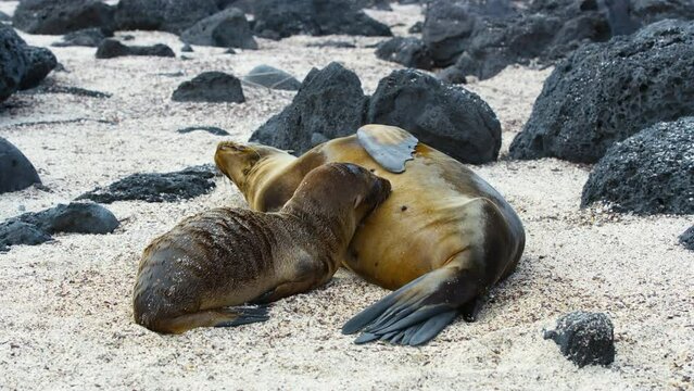 Mother sea lion nursing her juvenile child on Galapagos Beach.
