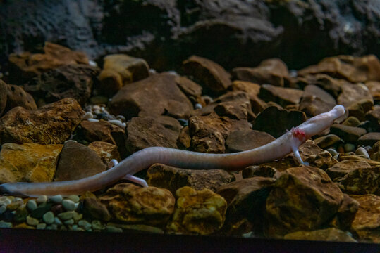 Olm Proteus Anguinus in Slovenian Postojna cave
