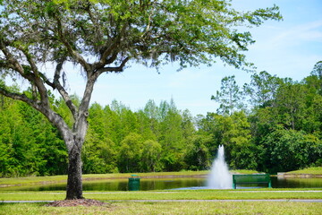 Beautiful Florida Landscape in spring	
