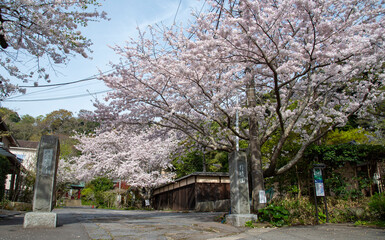 鎌倉244　光則寺22　桜