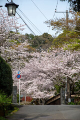 鎌倉244　光則寺20　桜