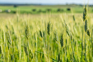 Spring Green: Wheat Spikes in Close-up with Blurred Background.