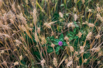 A purple flower grown among wheat in a field representing the concept of difference  in perfect details.