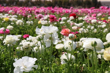 Obraz premium white and pink ranunculus 
