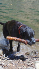 Un beau chien noir sort de la rivière avec son bâton