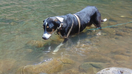Un beau chien noir et blanc marche dans la rivière