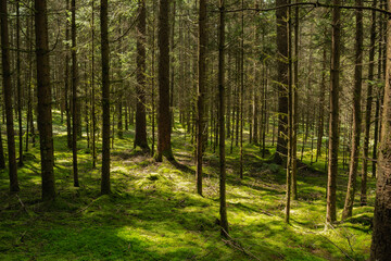 Bavarian Forest near the village of Böbrach