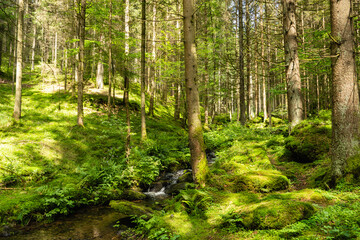 Bavarian Forest near the village of Böbrach
