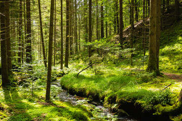 Bavarian Forest near the village of Böbrach