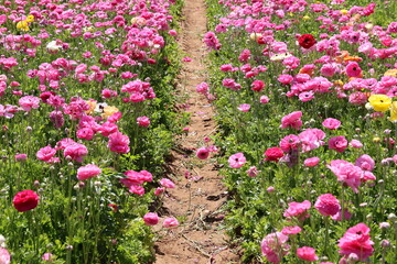 pink ranunculus field 