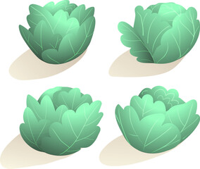 Cabbage or lettuce design, fresh organic vegetable produce. Horticulture and gardening nursery cartoon, vegetarian food ingredient. Hand drawn vector clipart illustration in watercolor style. - 780090444