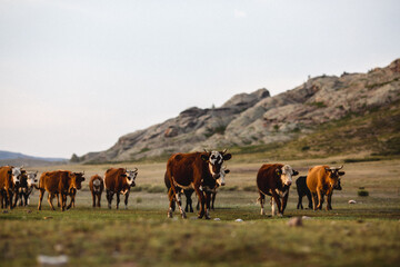 herd of cows in rocky pasture
