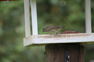 ave - cigarra preta - Tiaris fuliginosus