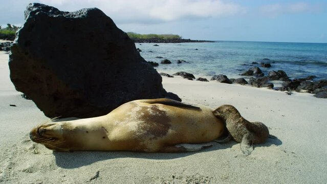 Galapagos landscape with sea lion breastfeeding child on beach sand.