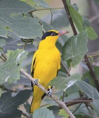 A charming close-up of a black-naped oriole perched in a leaf gap on a tree branch, showing off its vibrant orange and black plumage.