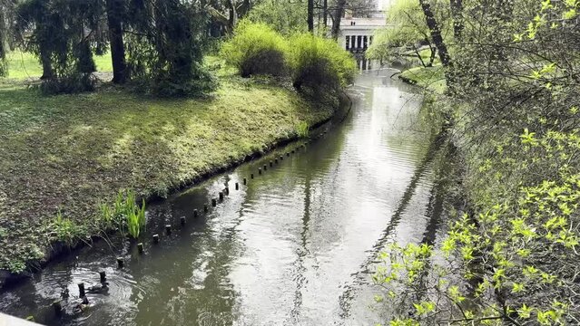 Ducks swim in the river in the middle of the green nature in the park