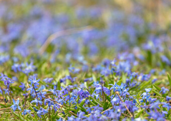 Beautiful spring blue wildflowers. Background or concept of Spring.  - obrazy, fototapety, plakaty