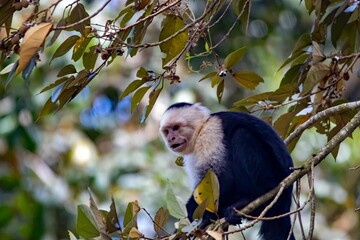 White faced capuchin, Cebus imitator, in a tree