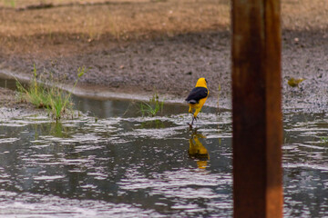 little yellow bird searching water - Powered by Adobe