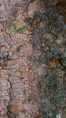 Close up tree bark texture as a wooden background, Texture of the trees in the forest.