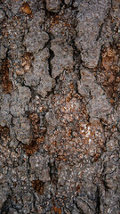 Close up tree bark texture as a wooden background, Texture of the trees in the forest.