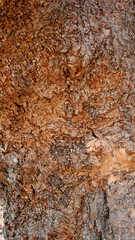 Close up tree bark texture as a wooden background, Texture of the trees in the forest.