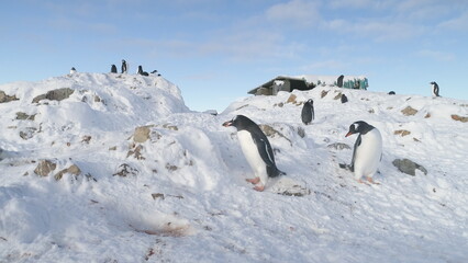 Two Funny Penguins Steal Pebbles from Each Other s Nest. Gentoo Builds Nests and Hatches Eggs. Cute...