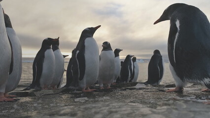 Penguin Stand on Frozen Ice Rock Shore. Antarctic Wildlife Animal. South Antarctic Gentoo Bird...