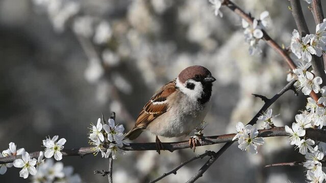 Eurasian tree sparrow, Passer montanus in the wild. Songbird. A bird sings sitting on a flowering tree. Close up.