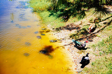 duck, ibis, and turtle are swimming and fight for food in a pond