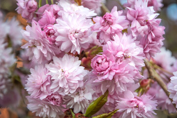 Beautiful pink Sakura flowers in spring season under blue sky. Floral background - 780098285