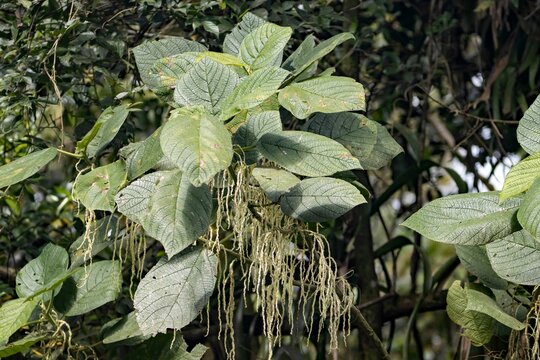 Foliage and inflorescence of a Myriocarpa longipes tree