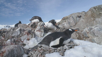 Closeup of Gentoo penguin sitting in Antarctic pebble nest. Bird family colony at South Pole sits...