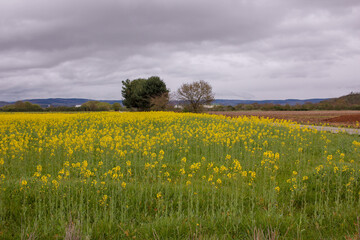 turnips field in Galicia, Spain
