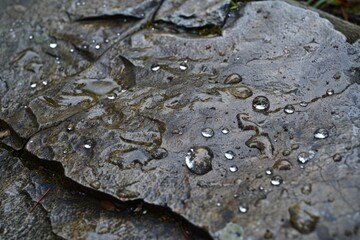 A close up view of a rock covered in glistening water drops, capturing the beauty of natures delicate details