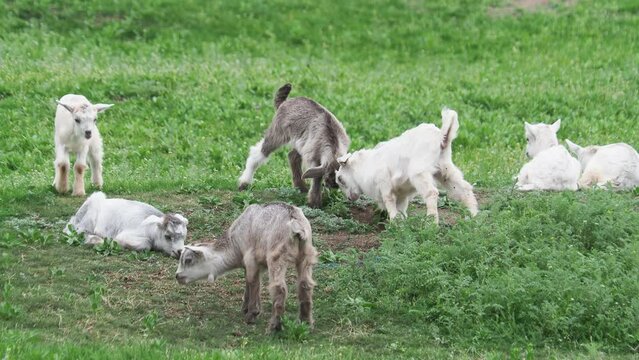 Goat kids playing on a green meadow in early spring