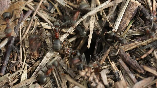 Work and life of forest ants in an anthill. The anthill is teeming with ants, close up, macro, insect diversity concept