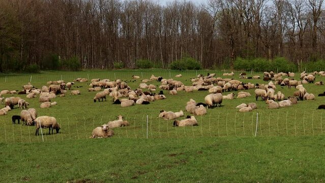 a flock of sheep with an electronic fence 4k 25fps video