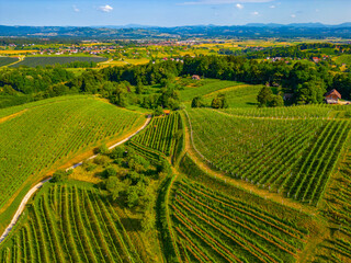 Aerial view of vineyards at Dolejnska region of Slovenia