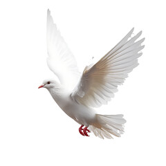 dove  isolated on transparent background