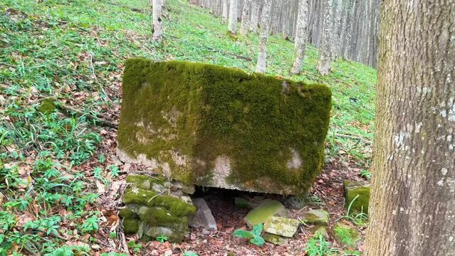 2 World War Arpad Line in the Carpathians -Hungary, now Ukraine. In the beech forest of Transcarpathia, old trenches and dugouts, reinforced concrete hexagonal small pillboxes with an embra