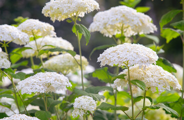 Bushes of Hydrangea arborescens flower in the garden, White hortensia in a park close up. Natural...