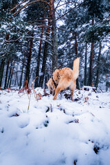 Semi-long-haired mutt, orange harness, digs amid snowy Sierra de Guadarrama scenery.