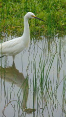 Une petite aigrette se reflète dans l'étang