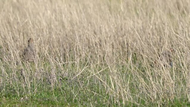 Partridge. Warm colors nature background. Grey Partridge. Perdix perdix. Birds run away hiding in the grass. Close up.
